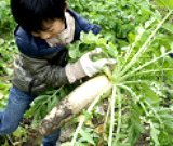 2010年実施時の大根収穫&キムチ作り写真