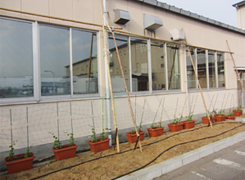 竹棒と農業用ネットを窓の高さと幅に合うように作りプランターの苗とプラスチックの支柱でつなぐ"どんどん伸びて～エコー型"