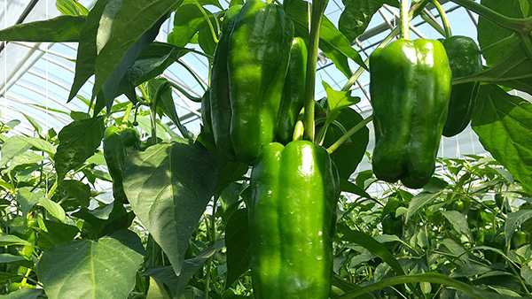 Image 2 of our customer’s challenges