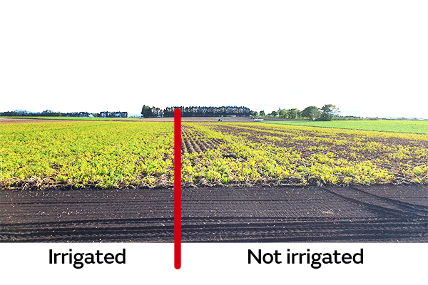Image 1 of irrigated and not irrigated