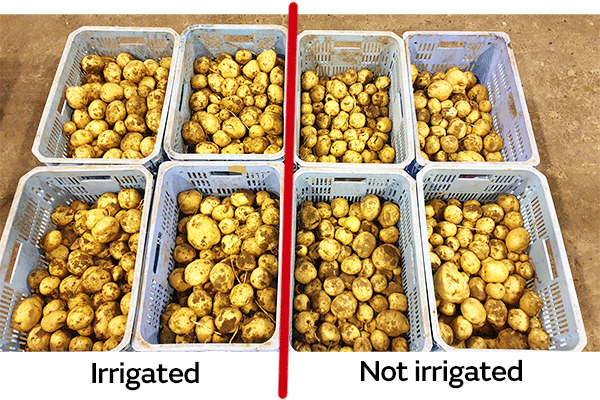 Image 2 of irrigated and not irrigated