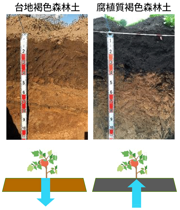 台地褐色森林土・腐植質褐色森林土の比較画像